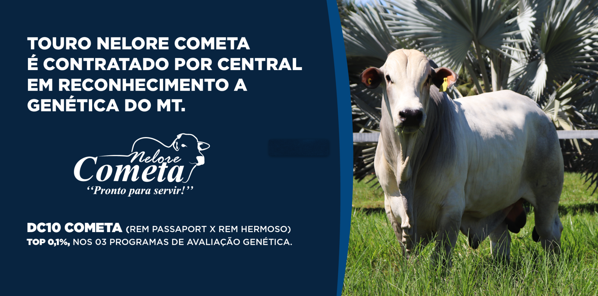 Touro Nelore Cometa é contratado por central em reconhecimento a genética do MT