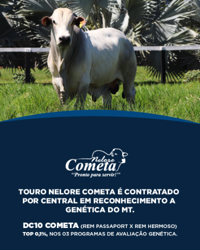 Touro Nelore Cometa é contratado por central em reconhecimento a genética do MT