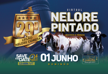 29º Leilão Nelore Pintados